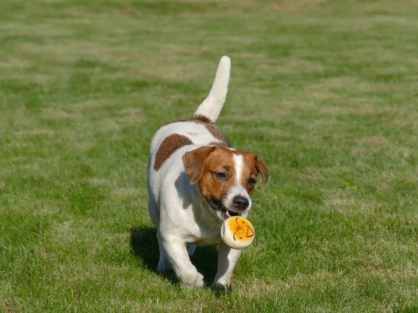 Jack Russell Terrier Close Up. — Fotografia de Stock