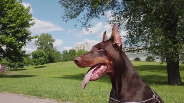 Grande cão preto ao ar livre — Vídeo de Stock