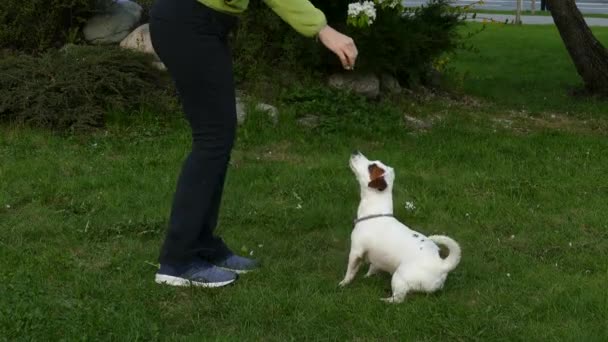 Vit hund på bakbenen tigger om godis — Stockvideo