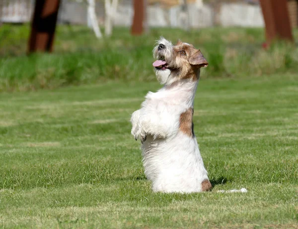 Jack Russell Terrier Close Up. — Fotografia de Stock