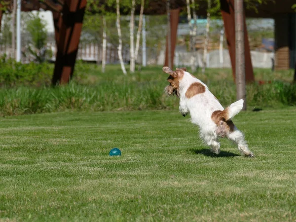 Jack Russell Terrier közelkép. — Stock Fotó