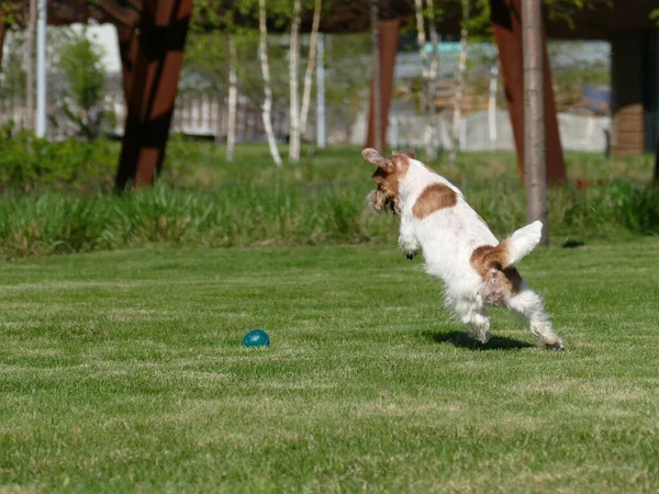 Jack Russell Terrier Närbild. — Stockfoto