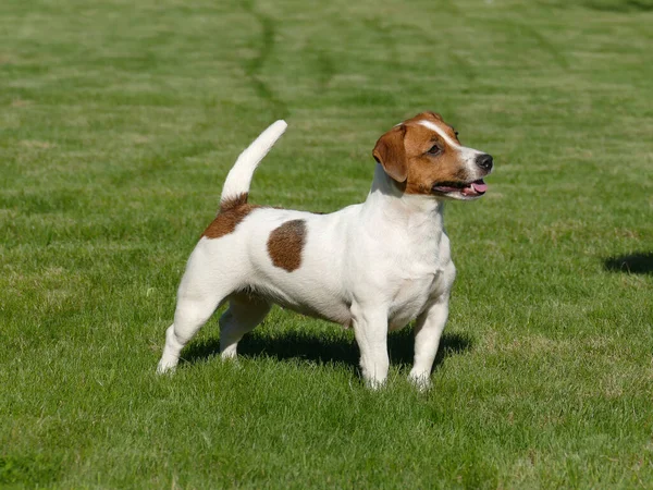 Jack Russell Terrier sluiten. — Stockfoto