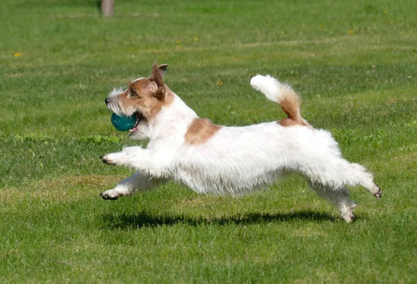 Jack Russell Teriyeri Kapatın. — Stok fotoğraf