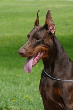 Kürk ağacındaki köpek.