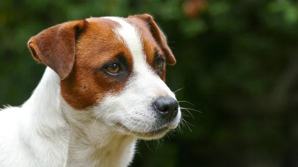 Gyönyörű férfi terrier kutya szabadban a parkban — Stock Fotó