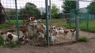 Jack Russell Terrier köpekleri kalabalığı