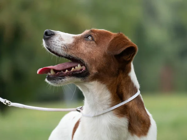 Hermoso perro terrier masculino al aire libre en el parque — Foto de Stock