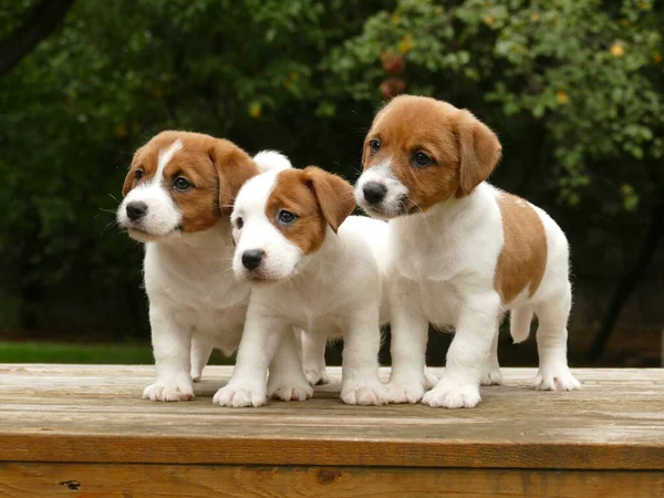 Crowd of jack russell terrier puppies — Stock Photo, Image