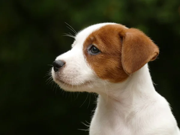 Mooie mannelijke terriër puppy buiten in park — Stockfoto