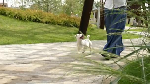 Perro pequeño con su dueño en el parque público — Vídeo de stock