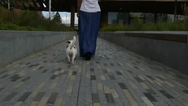 Piccolo cane con il suo proprietario nel parco pubblico — Video Stock