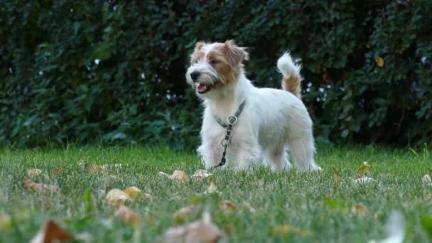 Jack Russell Terrier na zewnątrz zbliżenie portret — Wideo stockowe