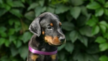 Kara köpek, doberman, açık havada.