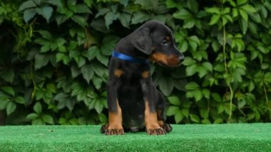 Kara köpek, doberman, açık havada.