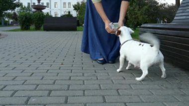 Parktaki bankta hamile bir köpeği besleyen bir kadın.
