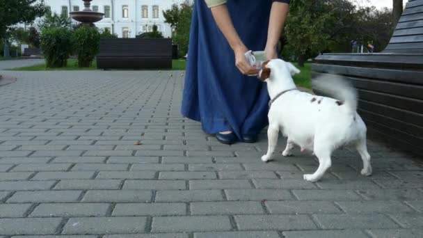 Mujer alimentando a un perro embarazada en el parque en un banco — Vídeo de stock