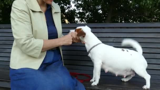 Mulher alimentando um deleite para um cão grávida no parque em um banco — Vídeo de Stock