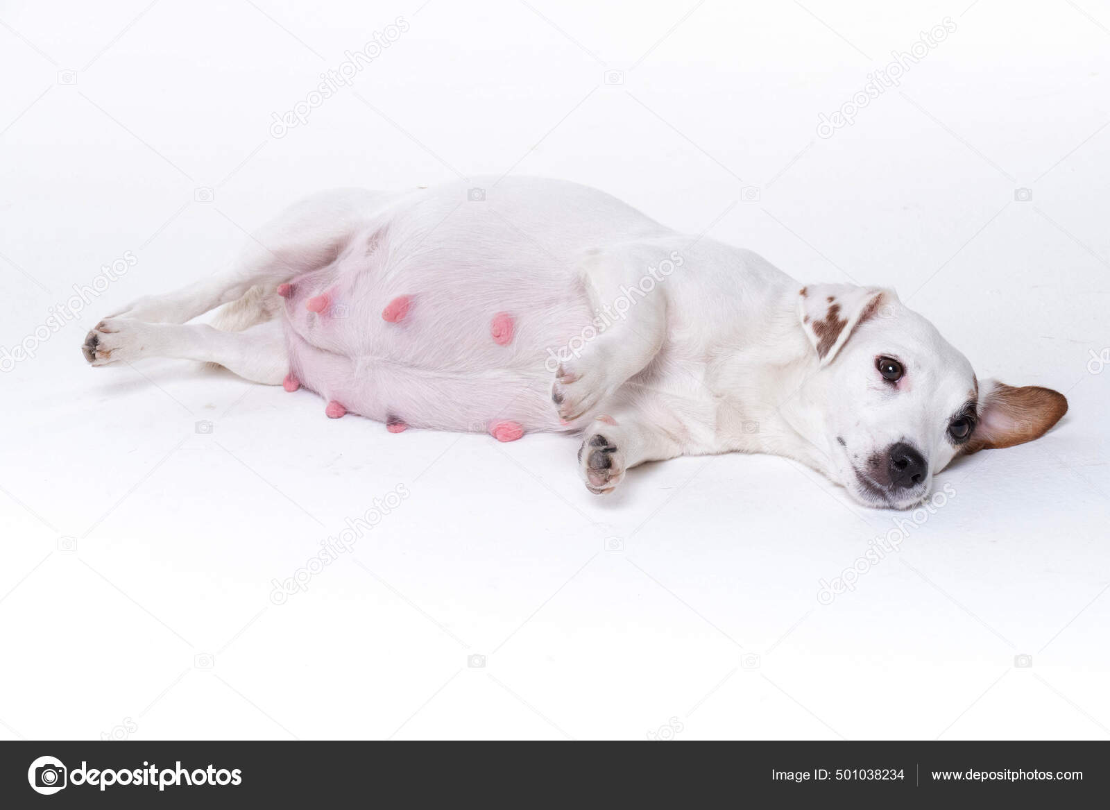 Do Pregnant Dogs Attract Males