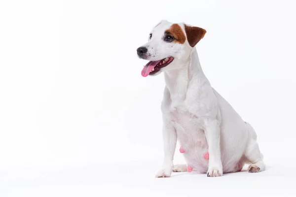 Piccolo bianco incinta jack russell terrier cane — Foto Stock
