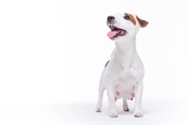 Küçük beyaz hamile Jack Russell Terrier köpeği