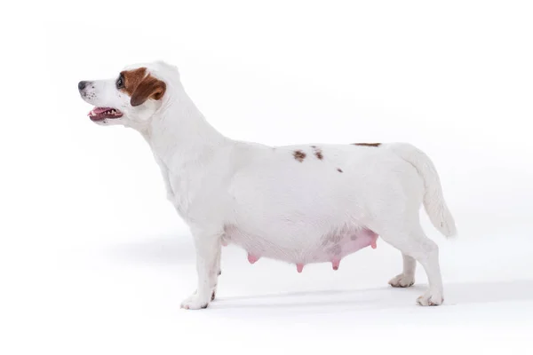 Little white pregnant jack russell terrier dog — Stock Photo, Image