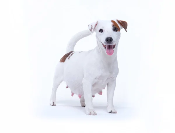 Mały biały ciężarny Jack Russell terrier pies — Zdjęcie stockowe