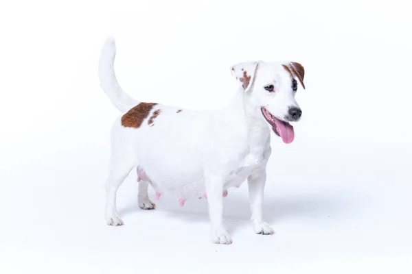 Kleine witte zwangere jack russell terriër hond — Stockfoto