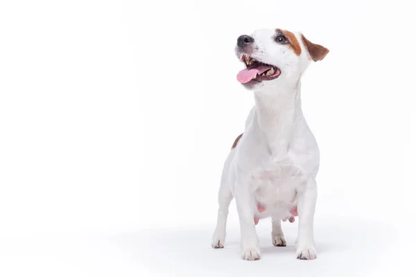Kleine witte zwangere jack russell terriër hond — Stockfoto