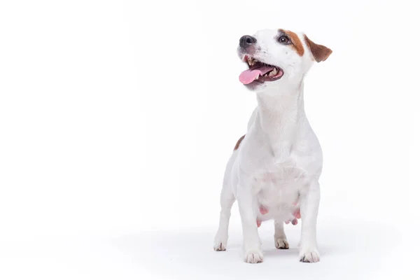 Pouco branco grávida jack russell terrier cão — Fotografia de Stock