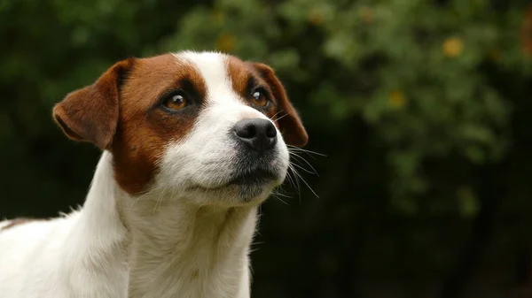 Hermoso perro terrier masculino al aire libre en el parque — Foto de Stock