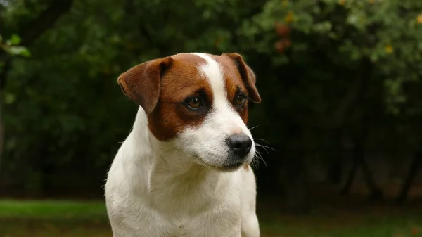 Mooie mannelijke terriër hond buiten in park — Stockfoto