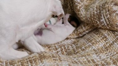 Yeni doğmuş teriyer Köpecik örgü örüyor