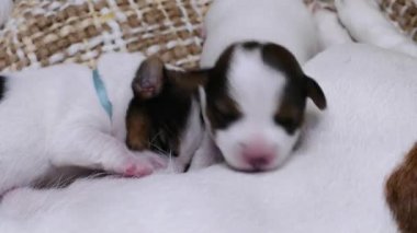 Yeni doğmuş teriyer Köpecik örgü örüyor