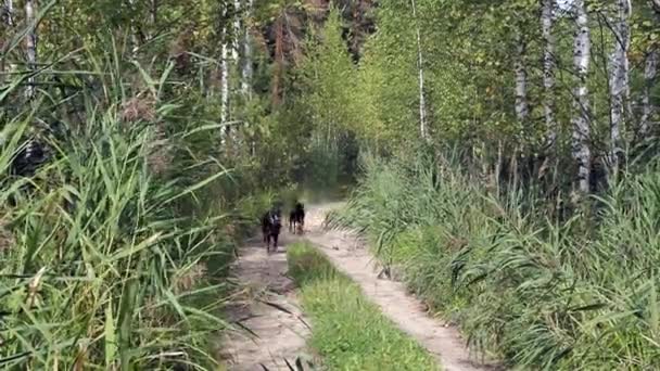 Cani che corrono su strada forestale — Video Stock