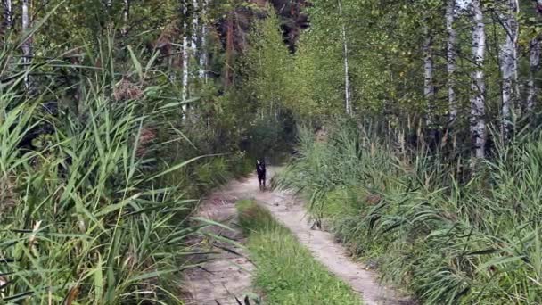 Жінка ходить з собаками — стокове відео