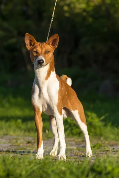 Small hunting dog breed Basenji — Stock Photo, Image