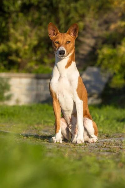 Kleine jacht hondenras basenji — Stockfoto