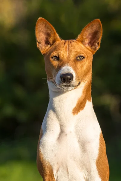 Жіночий працівник установка вікна小さな狩猟犬の品種バセンジー — ストック写真