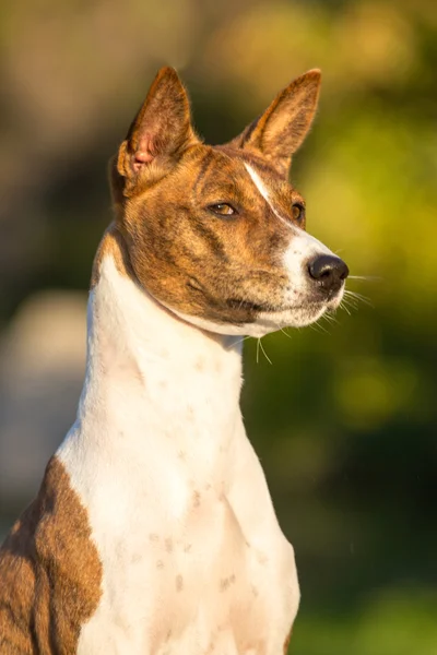 Pequena raça cão de caça Basenji — Fotografia de Stock