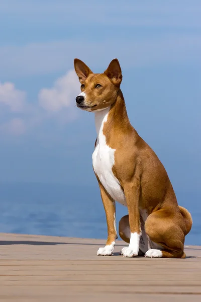 Pequeña raza de perro de caza Basenji — Foto de Stock