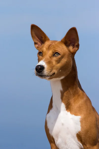 Lovecký pes plemeno basenji — Stock fotografie