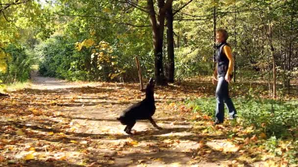 Mujer jugando con perro en parque — Vídeos de Stock