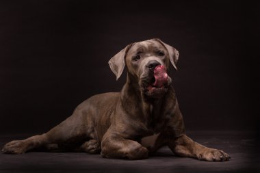 Cane corso köpek 