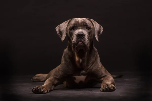 Male Vs Female Cane Corso | Stock Photo