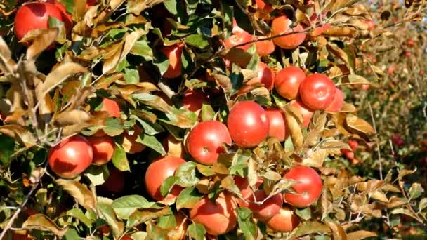 Red apples on branch — Stock Video