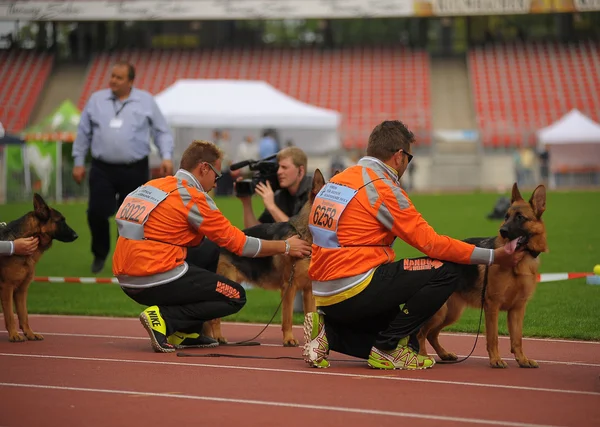 SEP 07, 2014 Nurnberg Biggest german shepherd dog show in German — Stock Photo, Image