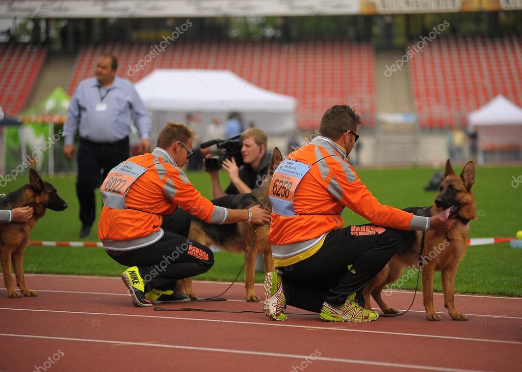 biggest german shepherd dog