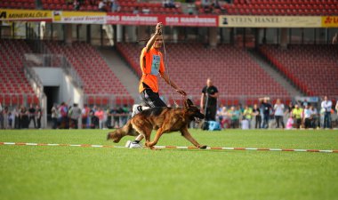 Eylül 07, 2014 Nurnberg en büyük Alman çoban köpek göstermek Almanca olarak