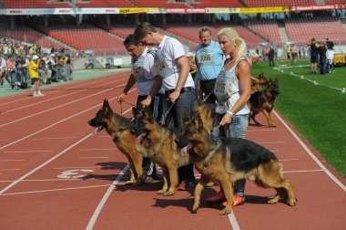 Eylül 07, 2014 Nurnberg en büyük Alman çoban köpek göstermek Almanca olarak